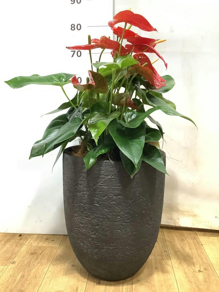 アンスリウム 8号 | 観葉植物 | 送料無料でお届け - Hitohana（ひとはな）