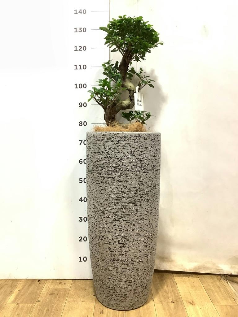 ガジュマル パンダ 8号 | 観葉植物通販HitoHana(ひとはな)