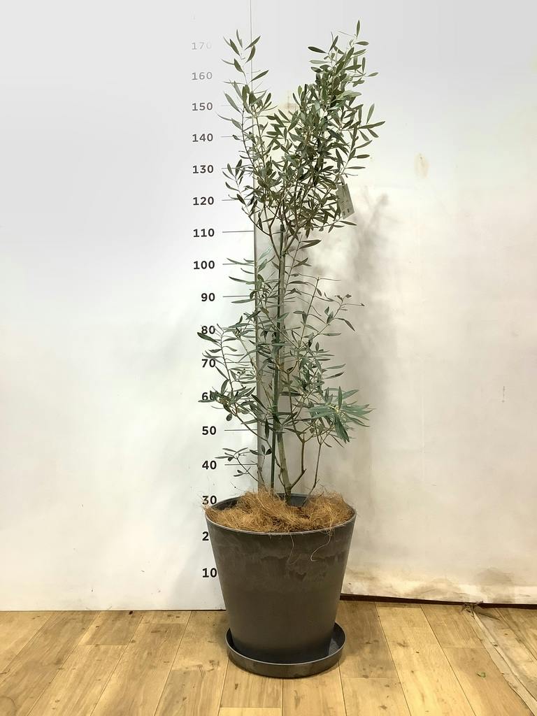 オリーブの木 8号 | 観葉植物 | 送料無料でお届け - Hitohana（ひとはな）