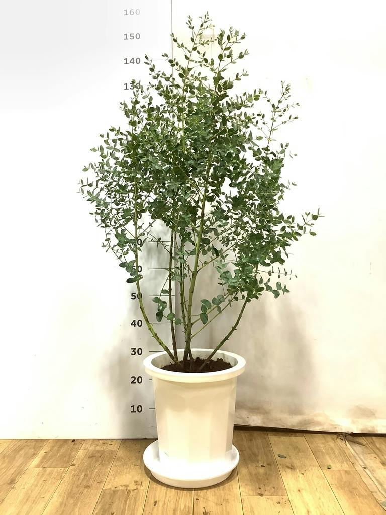 観葉植物 ユーカリ 10号 グニー プラスチック鉢 | 観葉植物なら