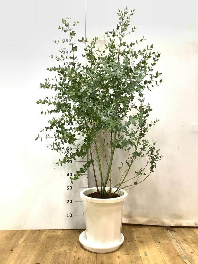 ユーカリ 10号 | 通販専門店 HitoHana（ひとはな）