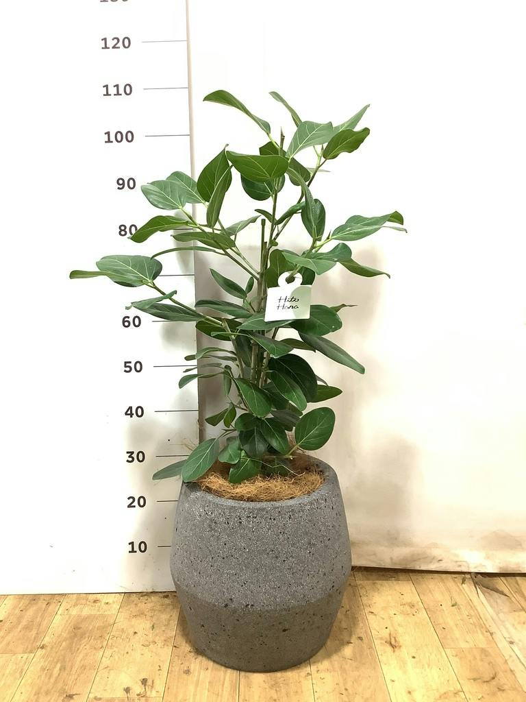 フィカス ベンガレンシス 7号 | 観葉植物 | 送料無料でお届け