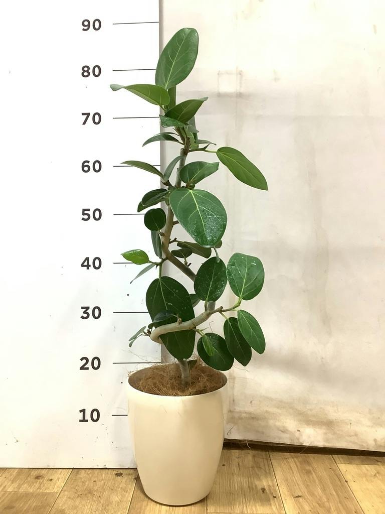 フィカス ベンガレンシス 5号 | 観葉植物通販 HitoHana（ひとはな）