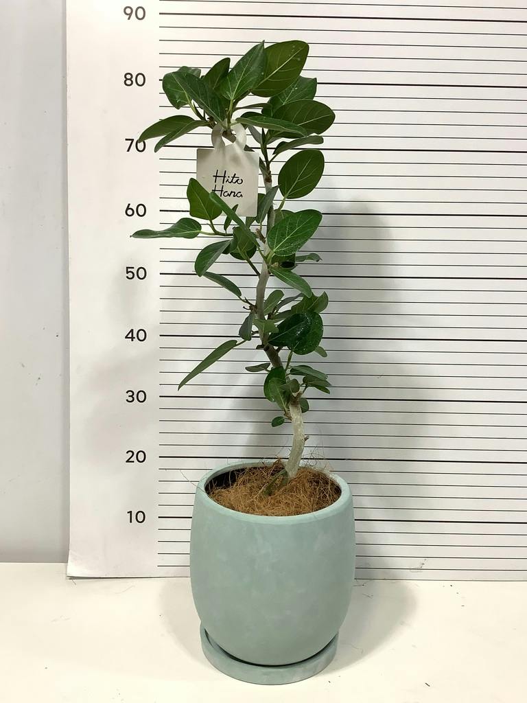 フィカス ベンガレンシス 5号 | 観葉植物通販 HitoHana（ひとはな）