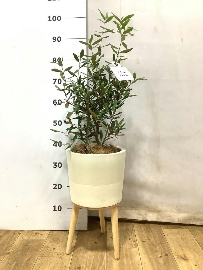 オリーブの木 5号 | 観葉植物の通販ならHitoHana（ひとはな）