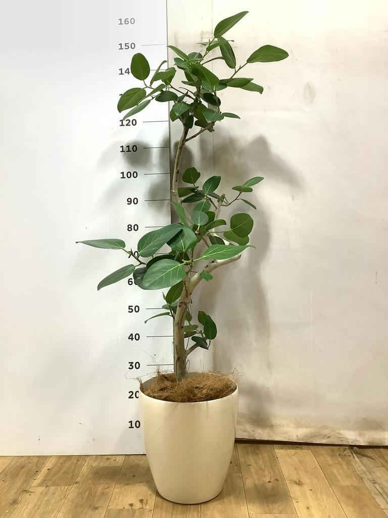 観葉植物 フィカス ベンガレンシス 8号 曲り ライム ドゥオ ユーポット