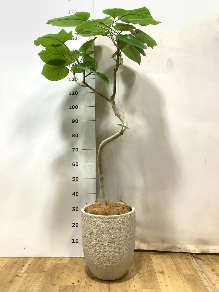 観葉植物 フィカス ウンベラータ 8号 曲り ポリゴヘクサ 白 付き