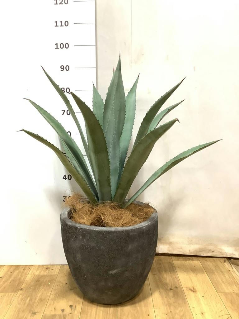 観葉植物 アオノリュウゼツラン 8号 アメリカーナ プラスチック鉢