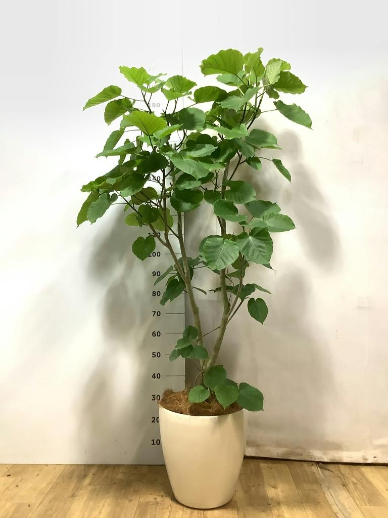 ウンベラータ 10号 | 観葉植物の通販ならHitoHana（ひとはな）