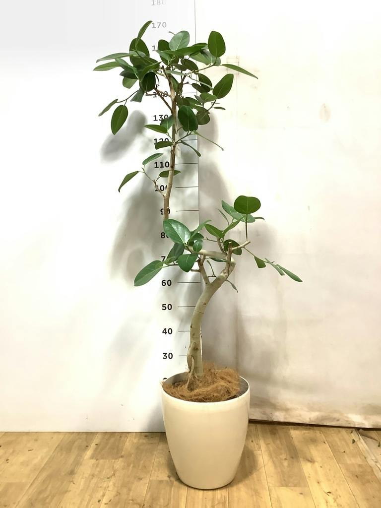 フィカス ベンガレンシス 8号 | 観葉植物通販 Hitohana（ひとはな）