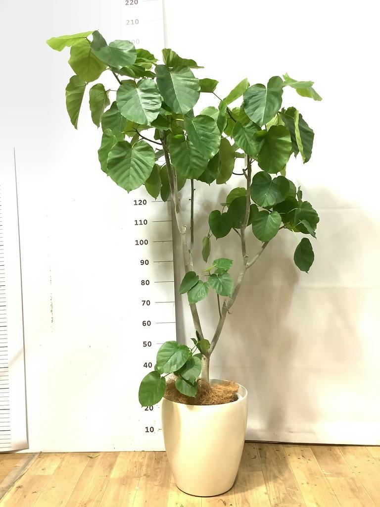 ウンベラータ 10号 | 観葉植物の通販ならHitoHana（ひとはな）