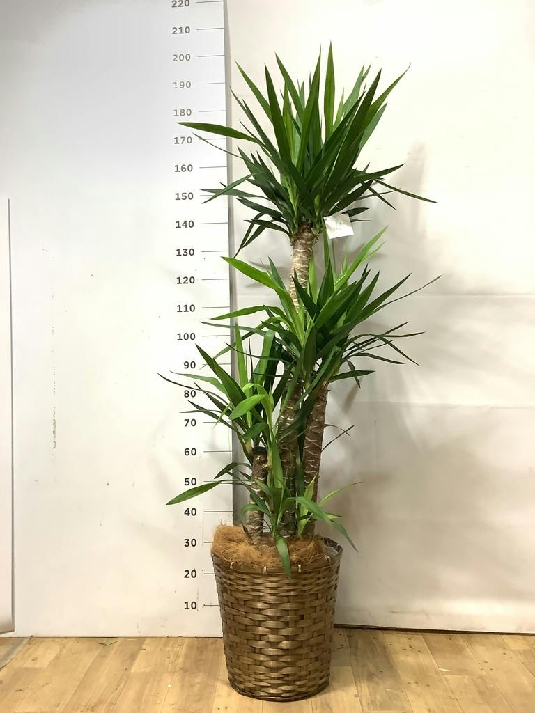 ユッカ 大型 | 観葉植物通販HitoHana(ひとはな)