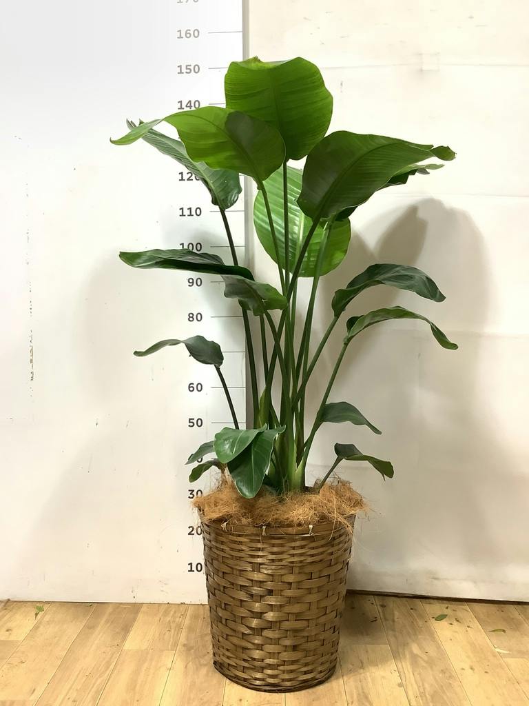 オーガスタ 大型 | 観葉植物の通販ならHitoHana