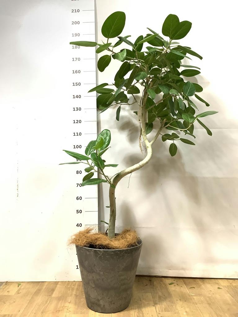 フィカス ベンガレンシス 10号 | 観葉植物通販 Hitohana（ひとはな）