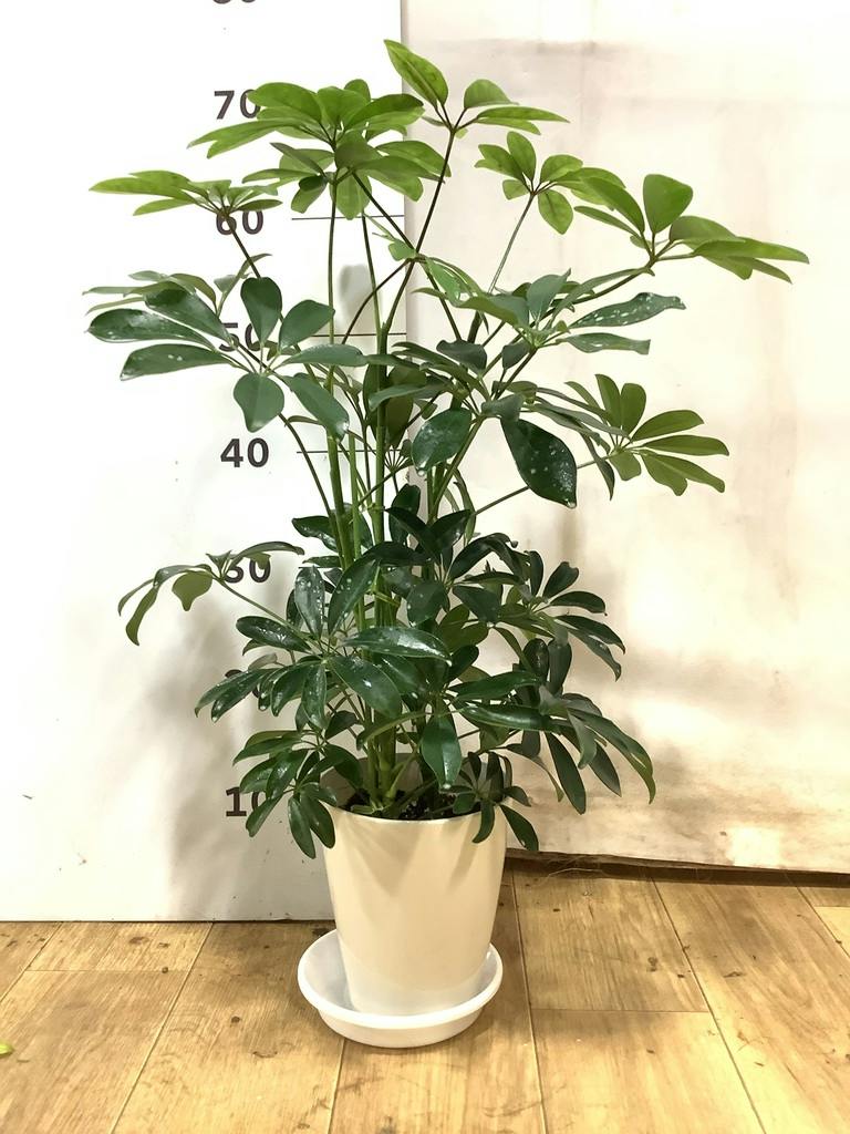 シェフレラ（カポック） 5号 | 観葉植物の通販ならHitoHana（ひとはな）