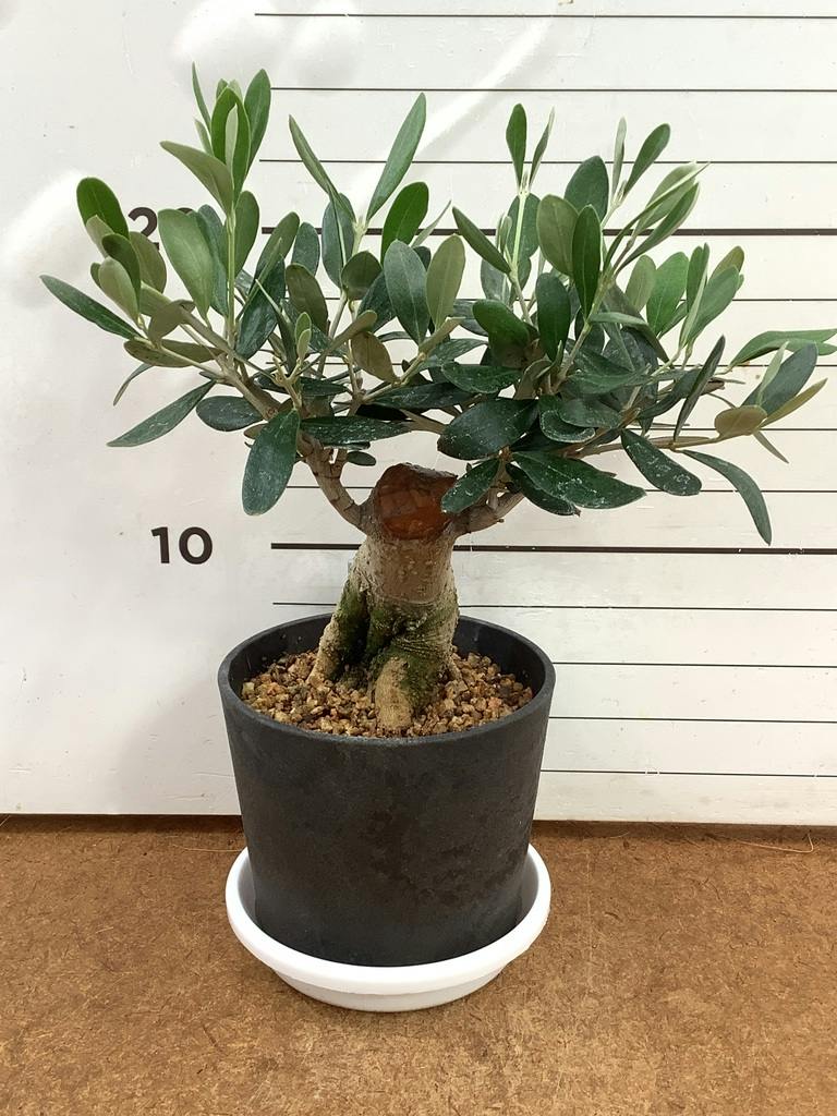 オリーブの木 創樹 10号 | 観葉植物通販HitoHana(ひとはな)