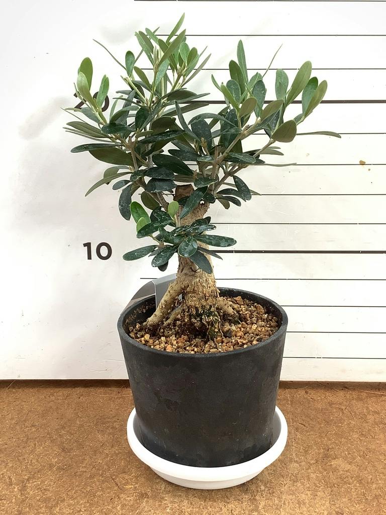 観葉植物 オリーブ 3号 創樹 盆栽仕立て | 観葉植物ならHitoHana(ひとはな)