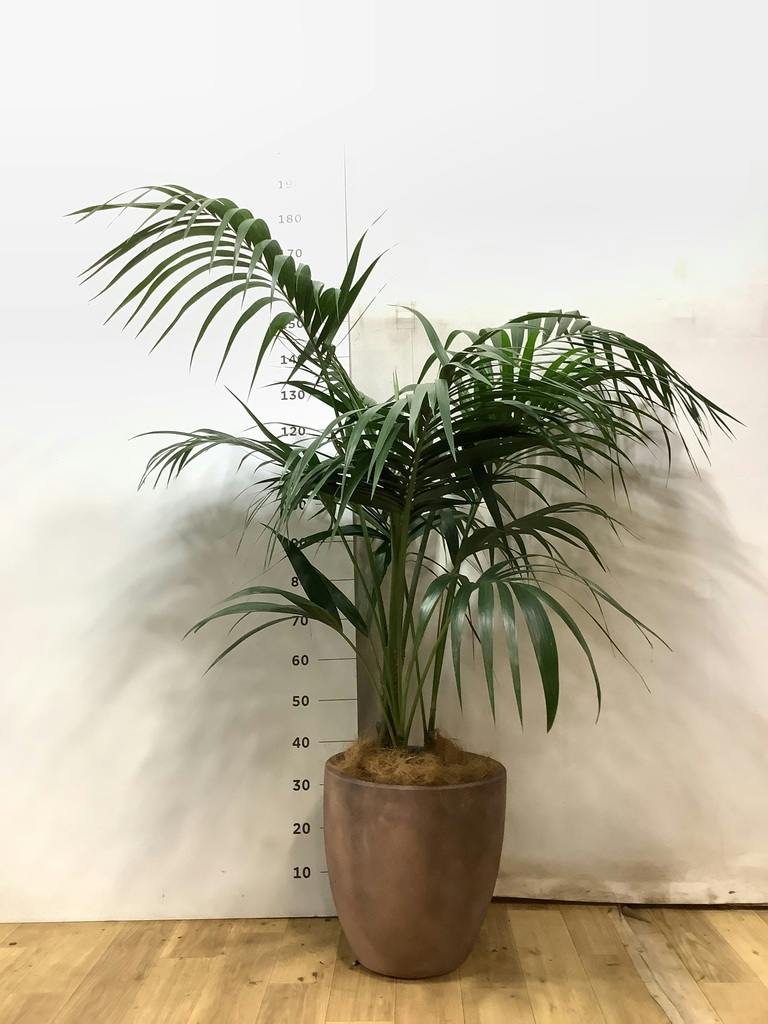 ケンチャヤシ 10号 | 観葉植物の通販ならHitoHana（ひとはな）