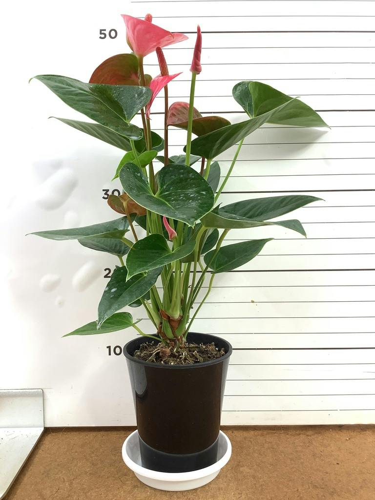 アンスリウム 4号 | 観葉植物 | 送料無料でお届け - Hitohana（ひとはな）