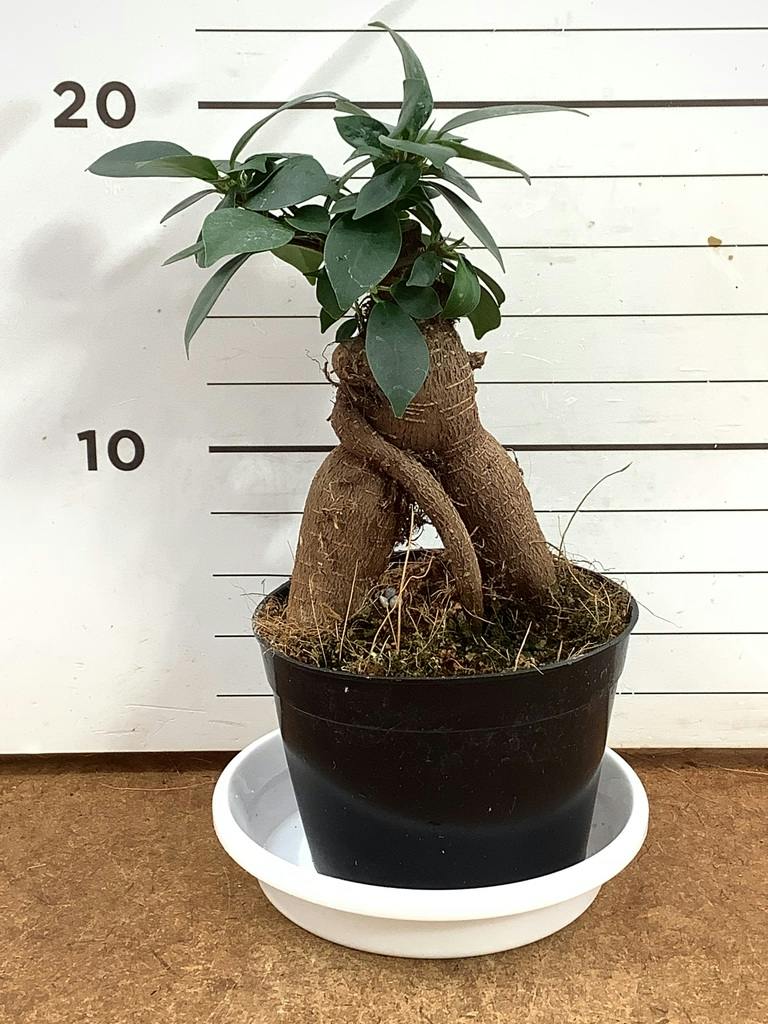 ガジュマル 4号 | 観葉植物の通販ならHitoHana（ひとはな）