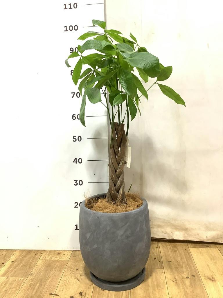 パキラ 6号 | 観葉植物 | 送料無料でお届け - Hitohana（ひとはな）