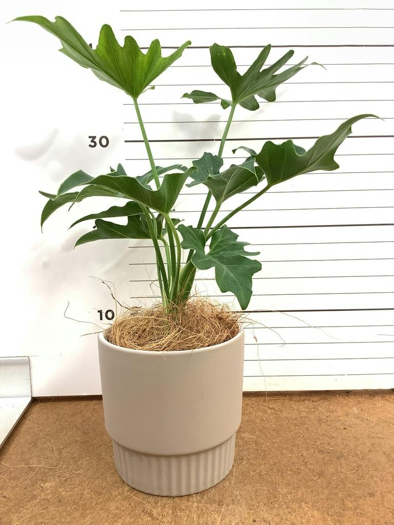 観葉植物 フィロデンドロン 3号 セローム ヒトデカズラ レータ 15 K