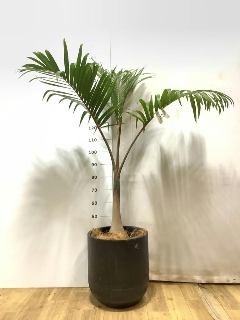 トックリヤシ。観葉植物。鉢ごと送料込みで発送致します。 トックリヤシ | 観葉植物の通販ならHitoHana（ひとはな）