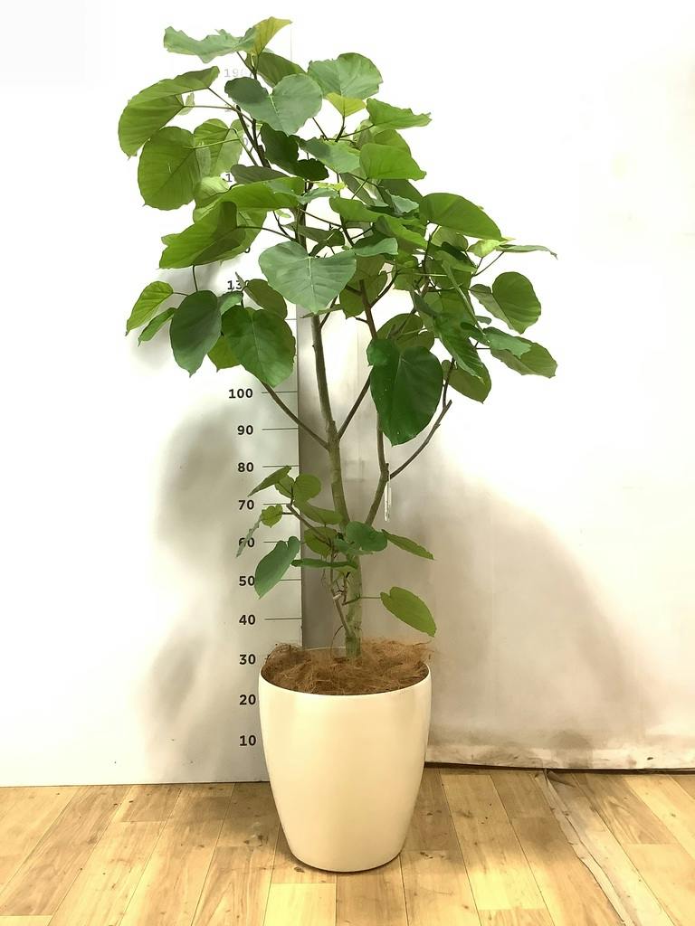 ウンベラータ 10号 | 観葉植物の通販ならHitoHana（ひとはな）