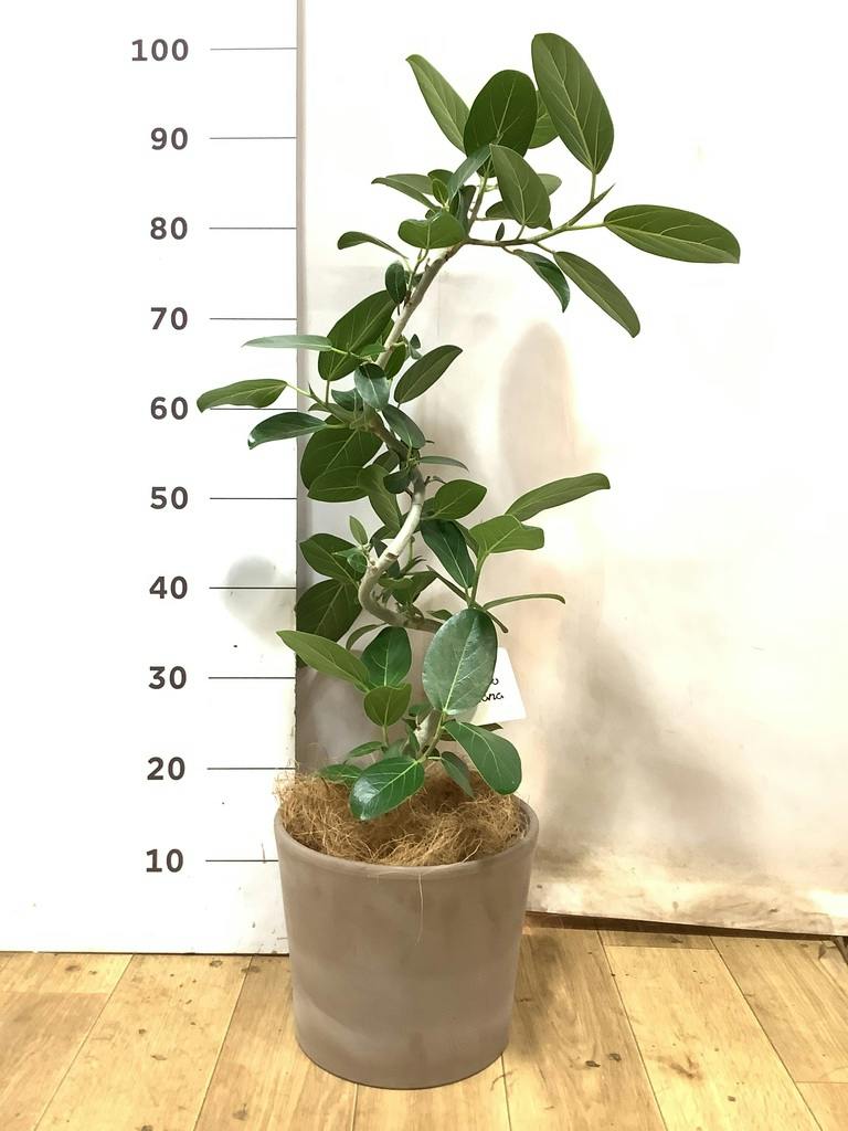フィカス　ベンガレンシス　5号 フィカス ベンガレンシス 5号 | 観葉植物通販 HitoHana（ひとはな）