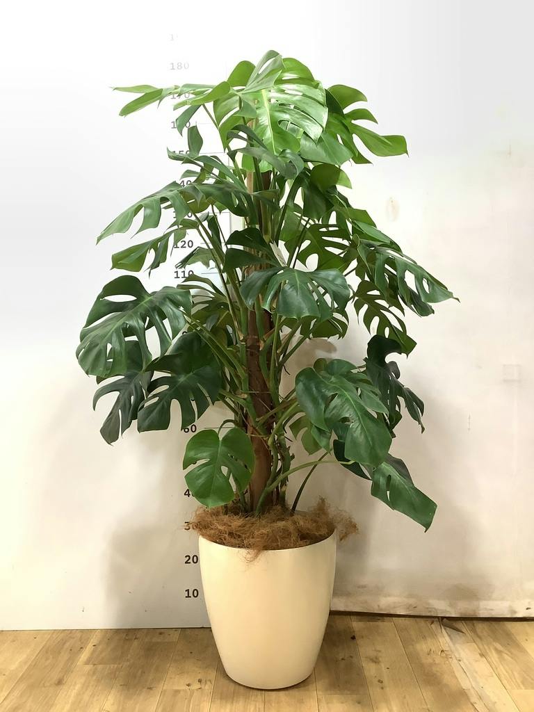 モンステラ 大型 | 観葉植物通販HitoHana(ひとはな)