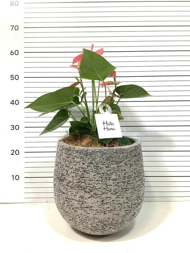 アンスリウム 6号 | 観葉植物 | 送料無料でお届け - Hitohana（ひとはな）