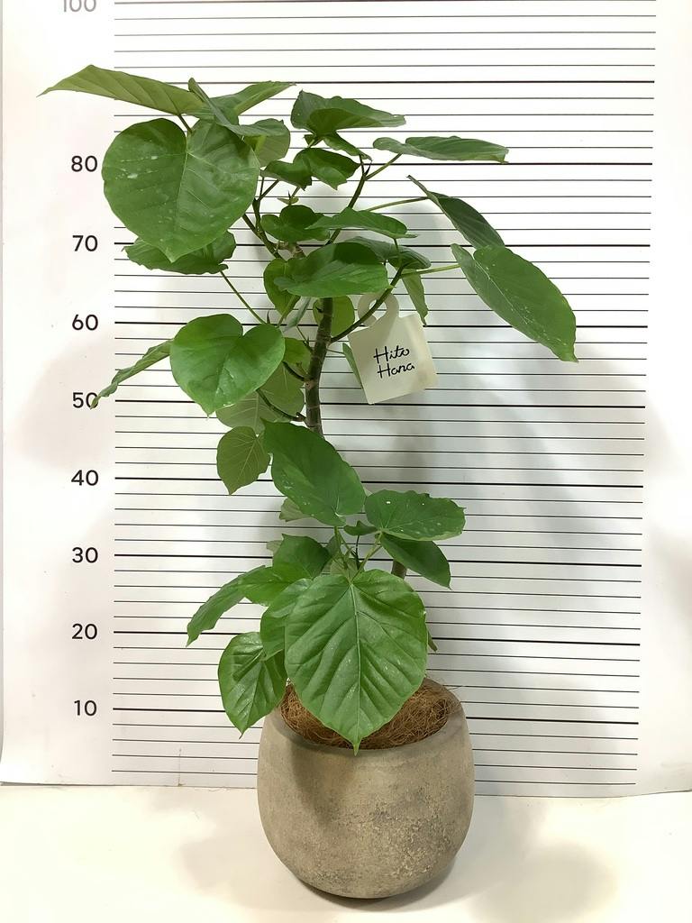 フィカス ウンベラータ 曲がり | 観葉植物通販 HitoHana（ひとはな）