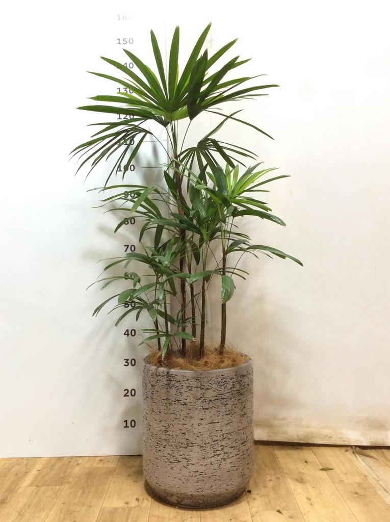 シュロチク 8号 | 観葉植物 | 送料無料でお届け - Hitohana（ひとはな）