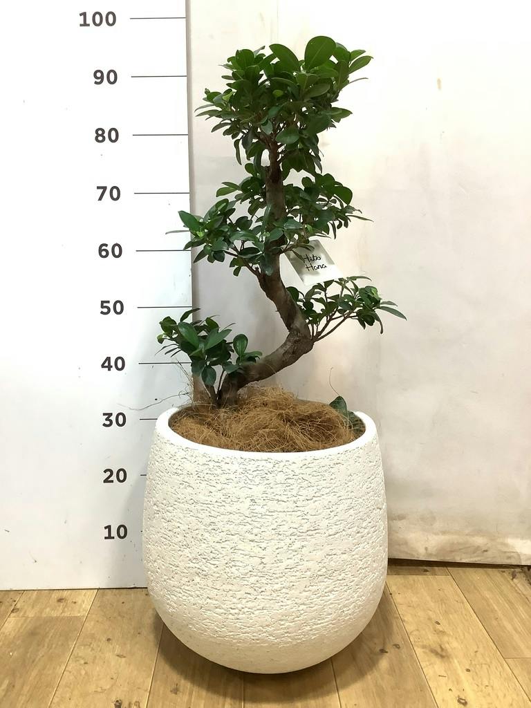 ガジュマル 8号 | 観葉植物通販HitoHana(ひとはな)