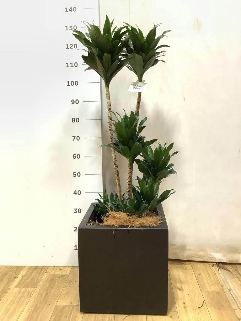 観葉植物 ドラセナ コンパクター 8号 ブリティッシュキューブ 付き