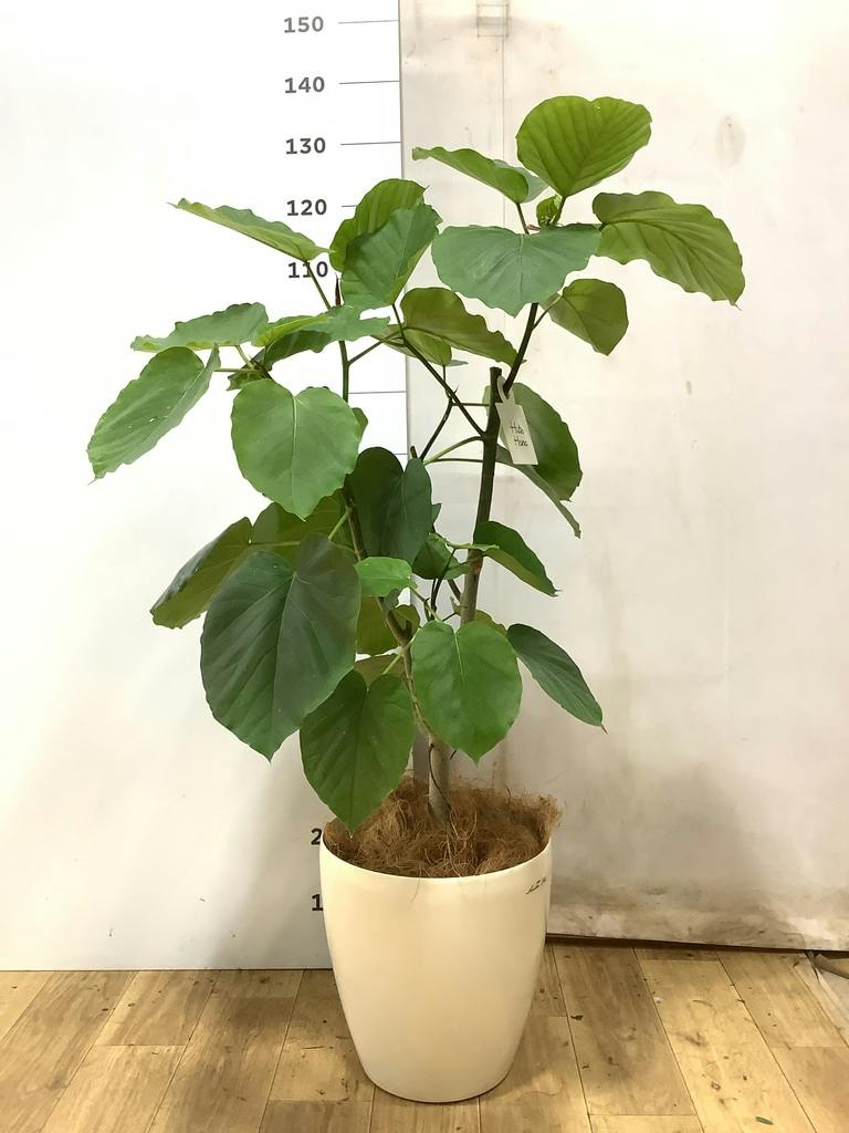 ウンベラータ 8号 | 観葉植物の通販ならHitoHana（ひとはな）
