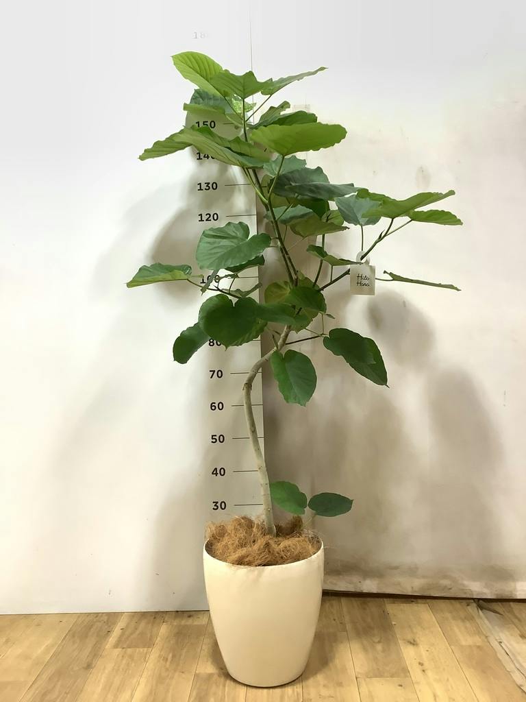 フィカス ウンベラータ 曲がり | 観葉植物通販 HitoHana（ひとはな）