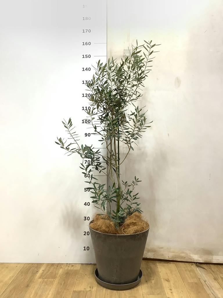 観葉植物 オリーブの木 【23cm】 8号 ルッカ 盆栽仕立て #71497 | 観葉