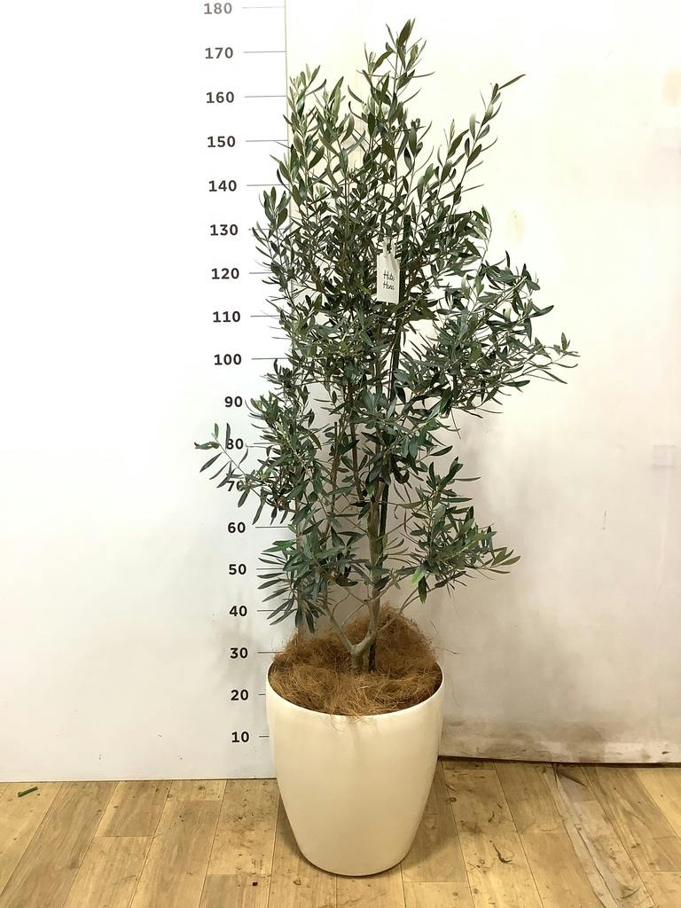 オリーブの木 9号 | 観葉植物通販 HitoHana（ひとはな）