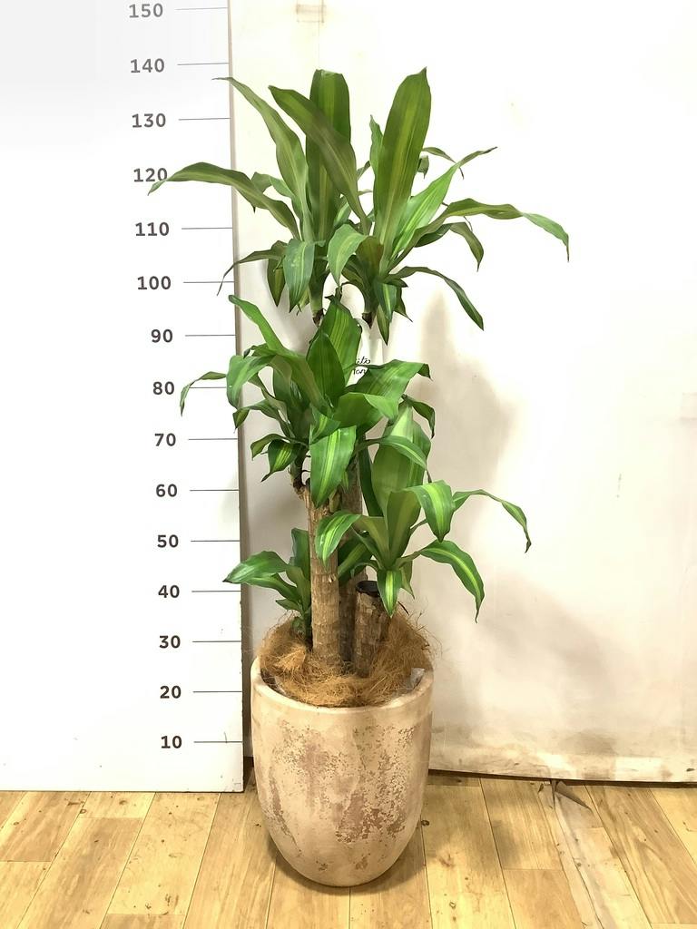 ドラセナ幸福の木 大型 | 観葉植物通販HitoHana(ひとはな)