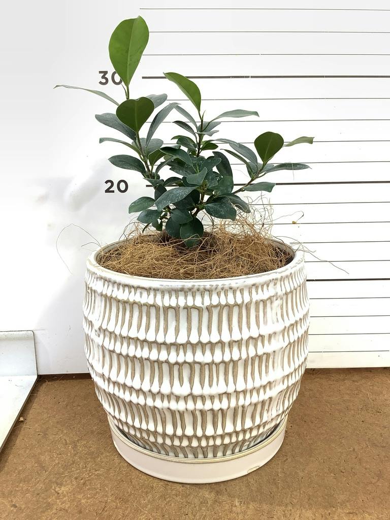 ガジュマル 4号 | 観葉植物の通販ならHitoHana（ひとはな）