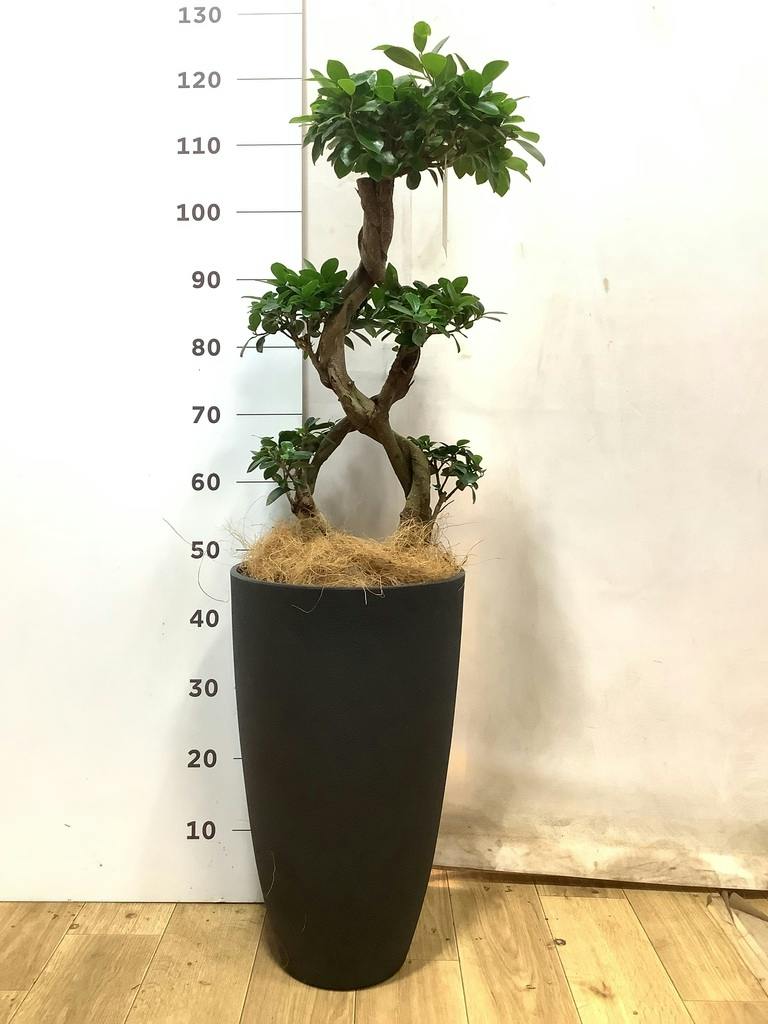 観葉植物 ガジュマル 8号 8の字 プラスチック鉢 | 観葉植物なら