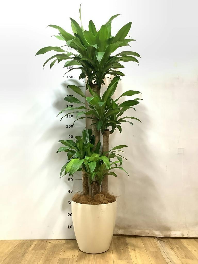 ドラセナ幸福の木 大型 | 観葉植物通販HitoHana(ひとはな)