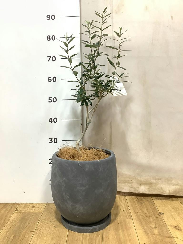 オリーブの木 9号 | 観葉植物通販 HitoHana（ひとはな）