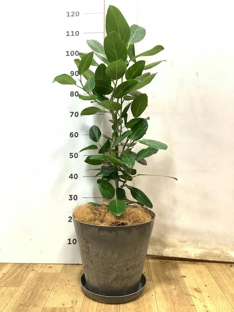 フィカス ベンガレンシス 7号 | 観葉植物 | 送料無料でお届け