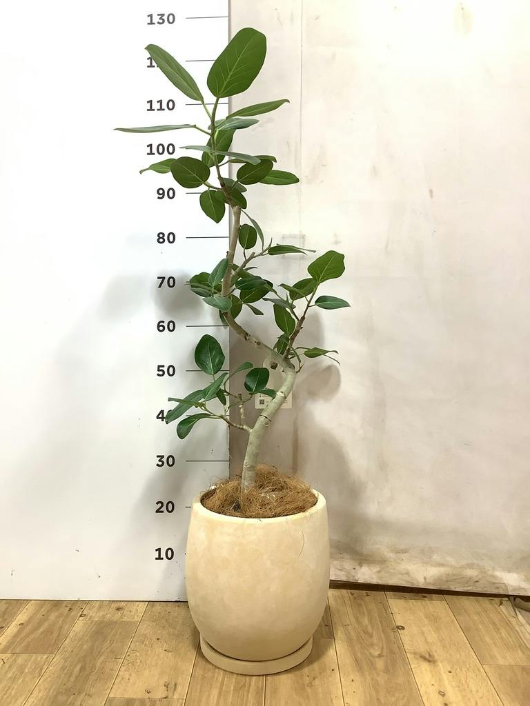 フィカス ベンガレンシス 7号 | 観葉植物 | 送料無料でお届け