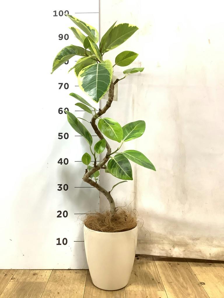 観葉植物 フィカス アルテシーマ 5号 曲り プラスチック鉢 | 観葉植物