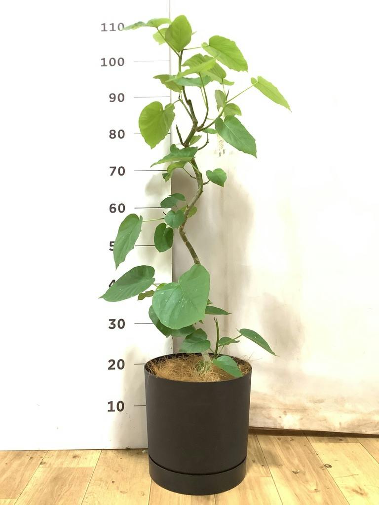 フィカス ウンベラータ 曲がり | 観葉植物通販 HitoHana（ひとはな）