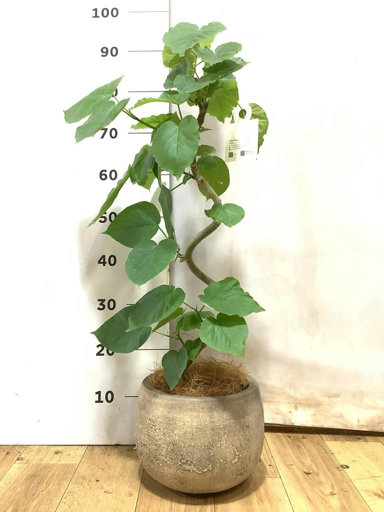 フィカス ウンベラータ 曲がり | 観葉植物通販 HitoHana（ひとはな）