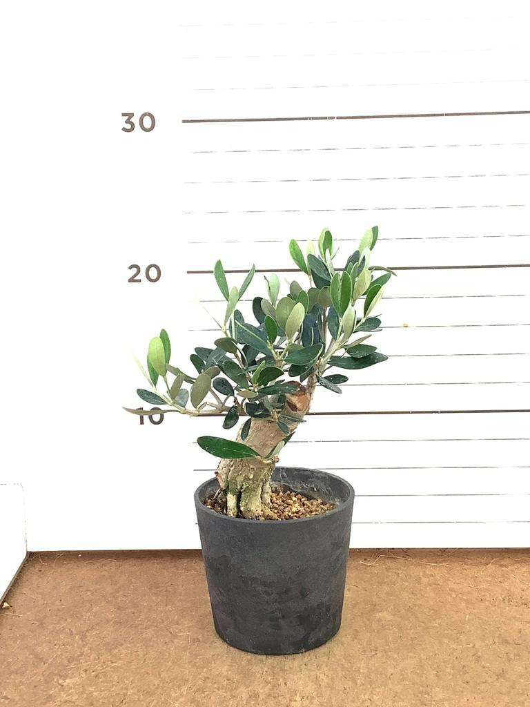 オリーブの木 9号 | 観葉植物通販 HitoHana（ひとはな）